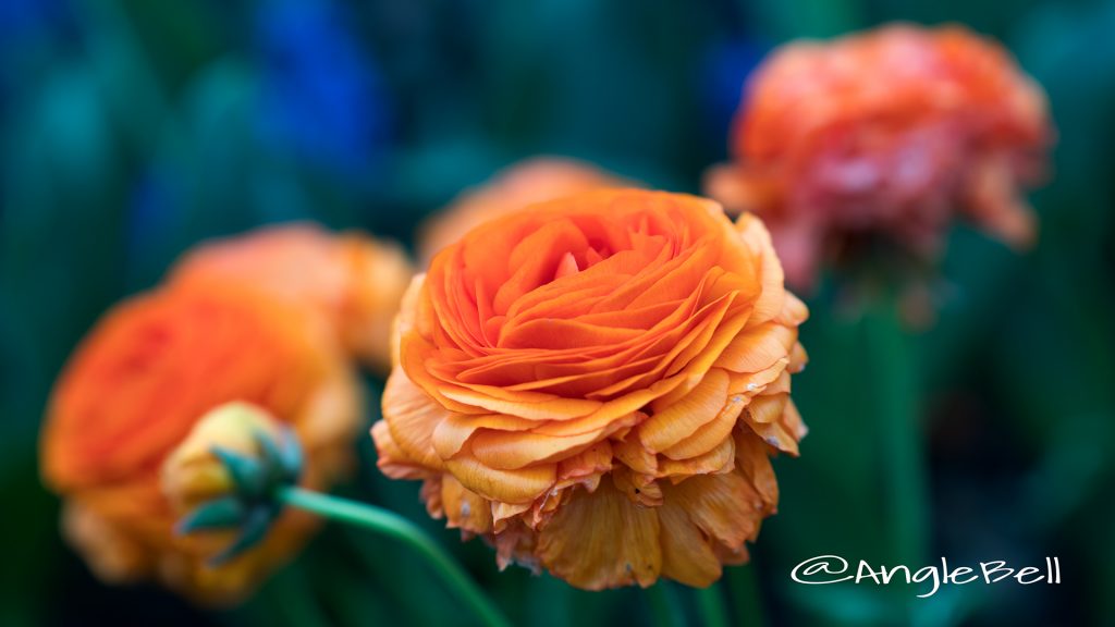 ラナンキュラスマシェ Flower Photo1