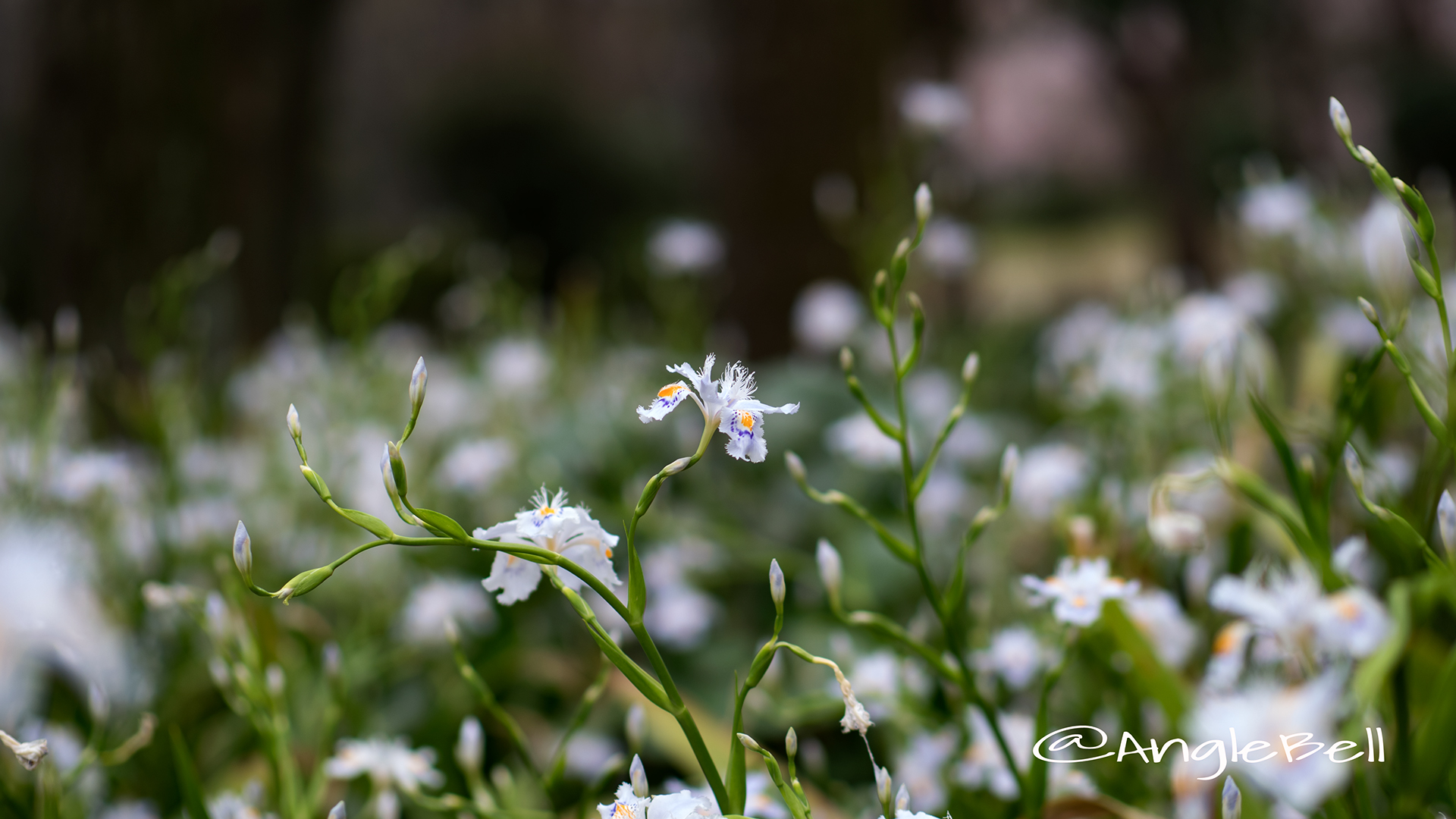 シャガ 著莪 Flower Photo3