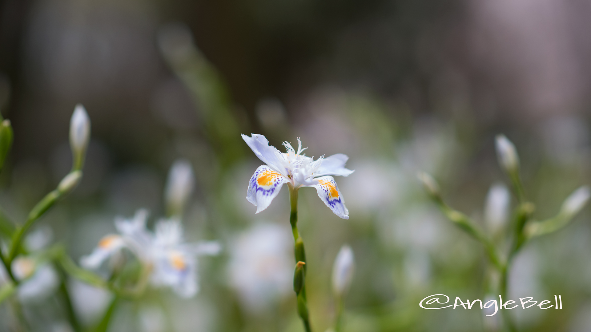 シャガ 著莪 Flower Photo4