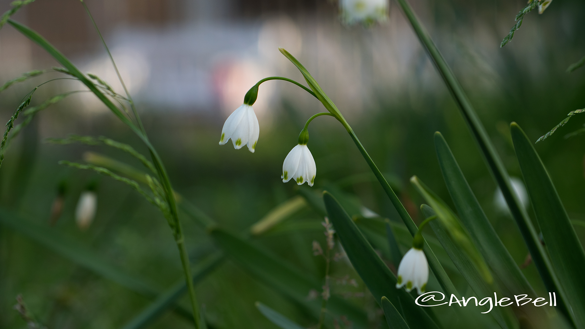 スズランズイセン 鈴蘭水仙 Flower Photo3