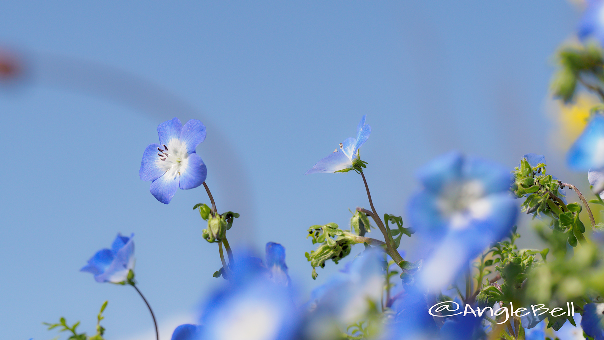 ネモフィラ 瑠璃唐草 Flower Photo2