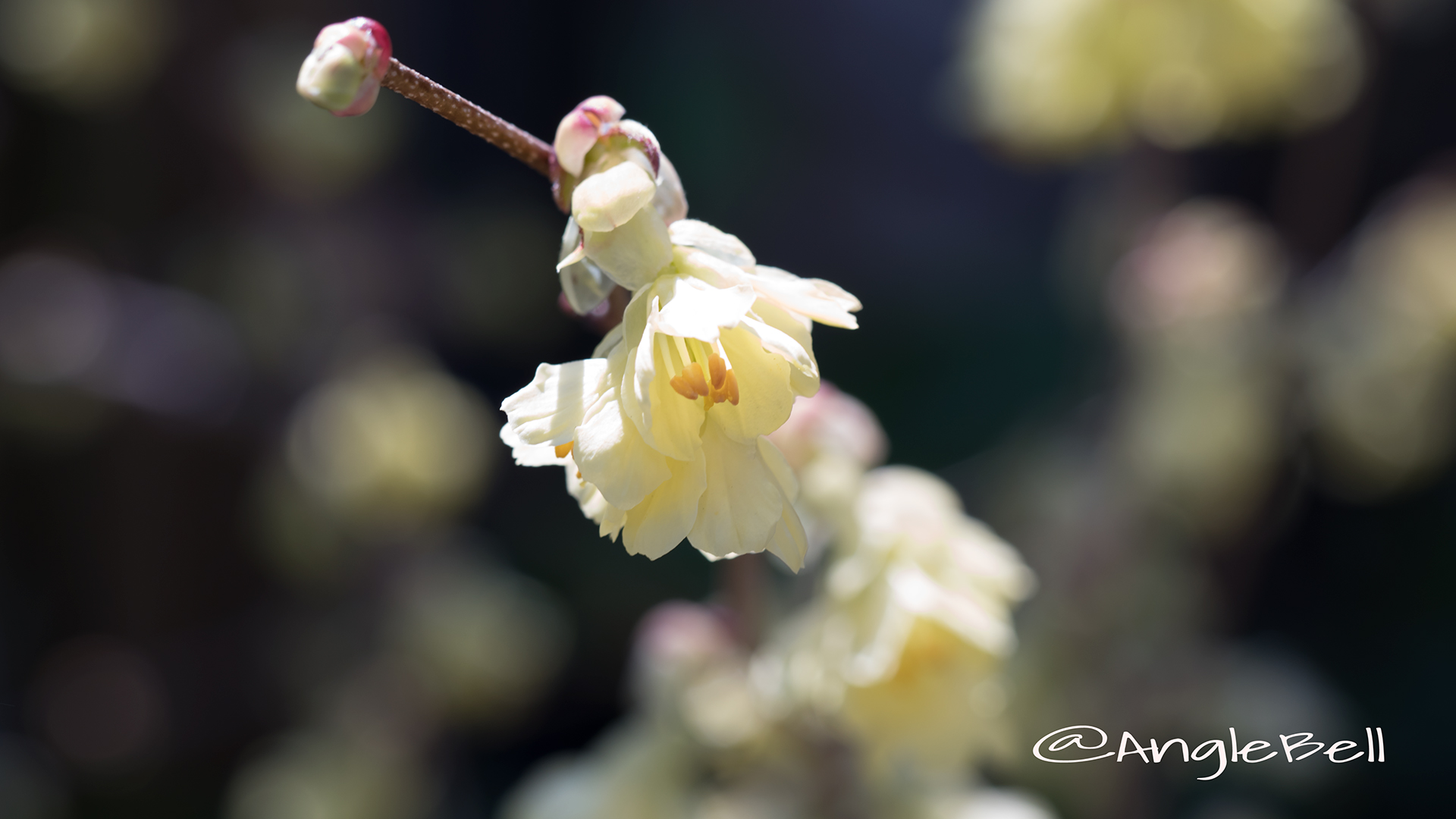 ヒュウガミズキ 日向水木 Flower Photo1