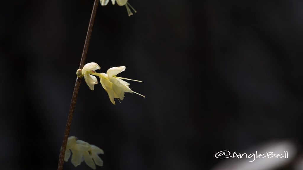 ヒュウガミズキ 日向水木 Flower Photo2