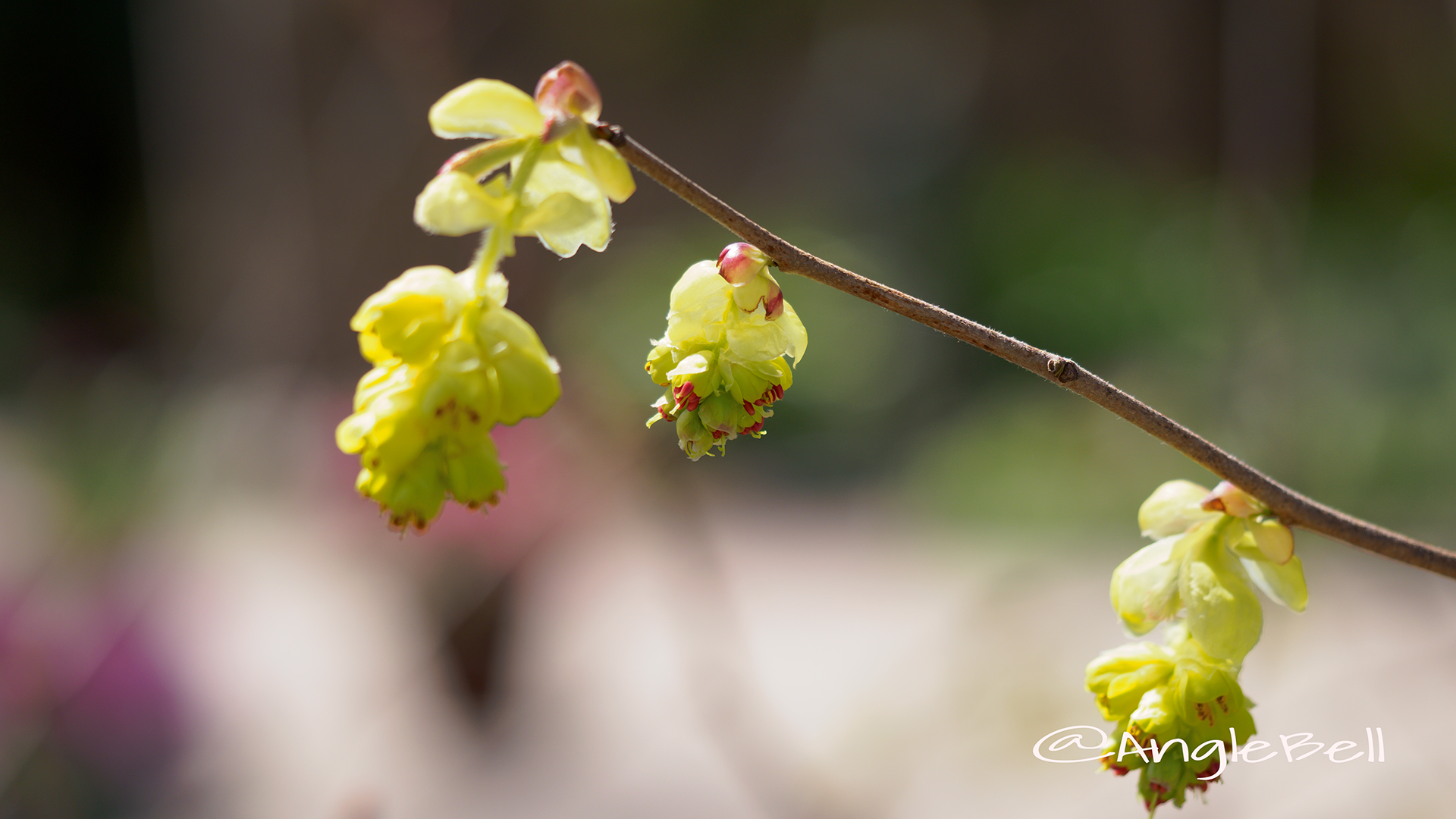 トサミズキ 土佐水木 Flower Photo2