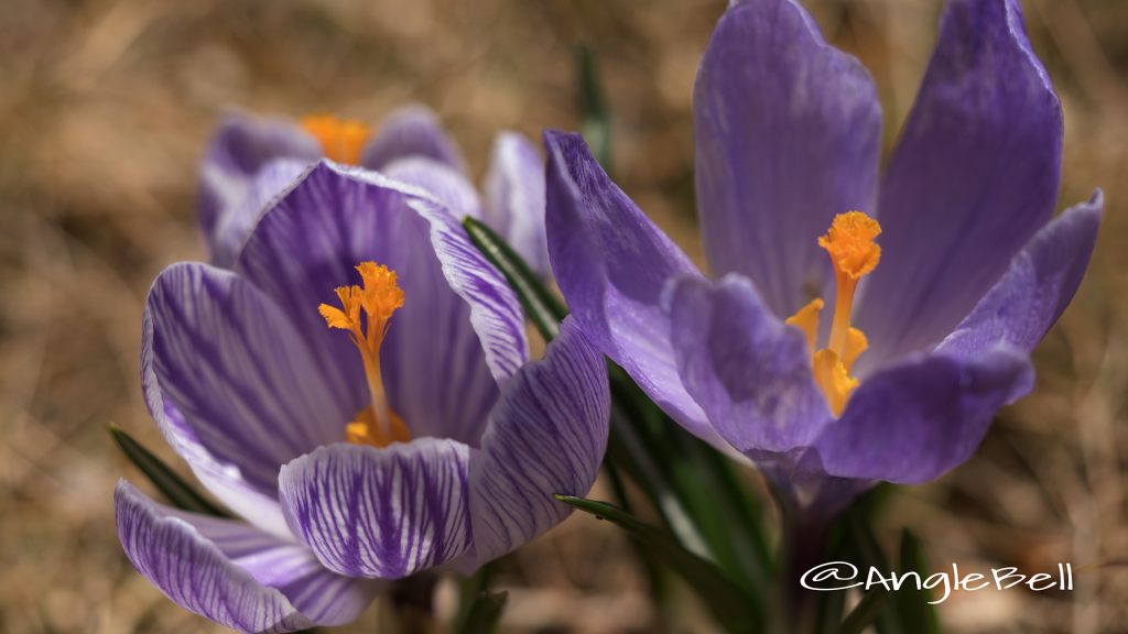 クロッカス Flower Photo1