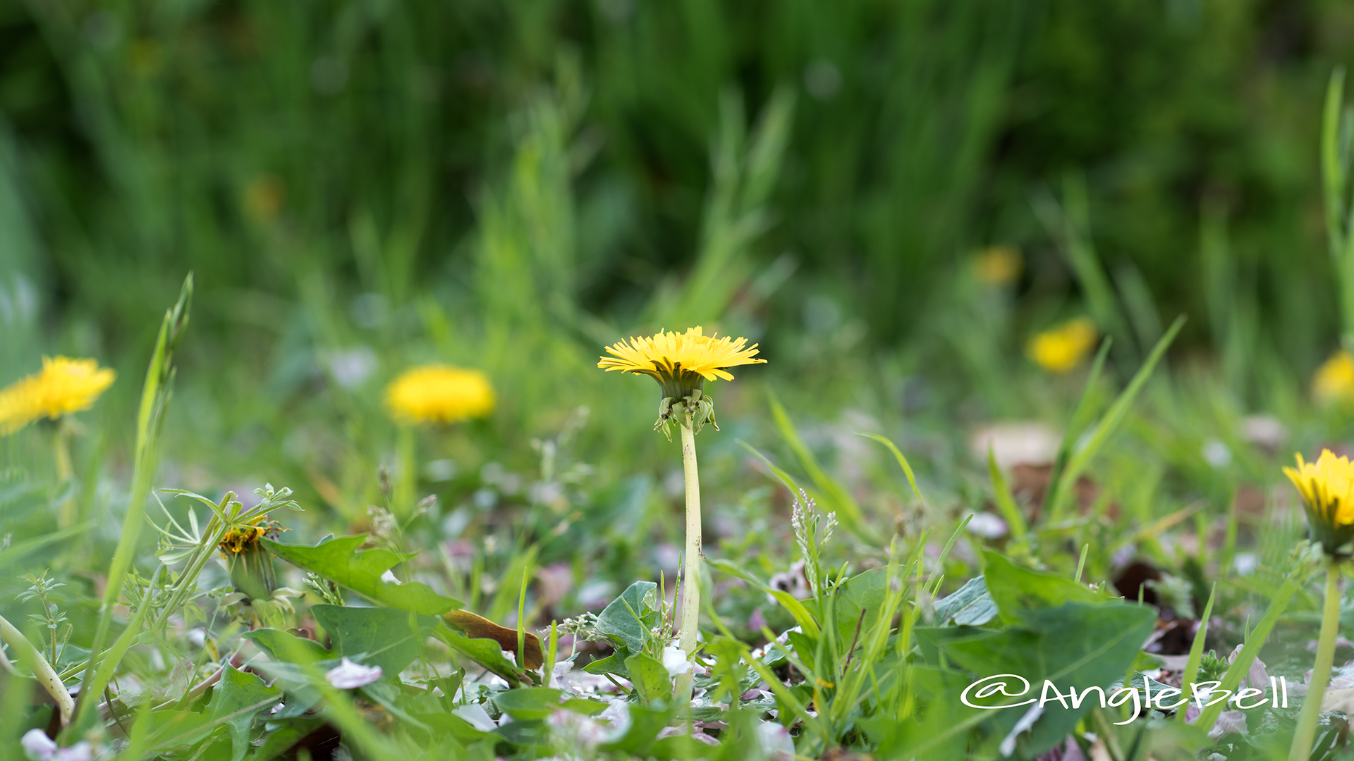 西洋タンポポ 西洋蒲公英 Flower Photo1