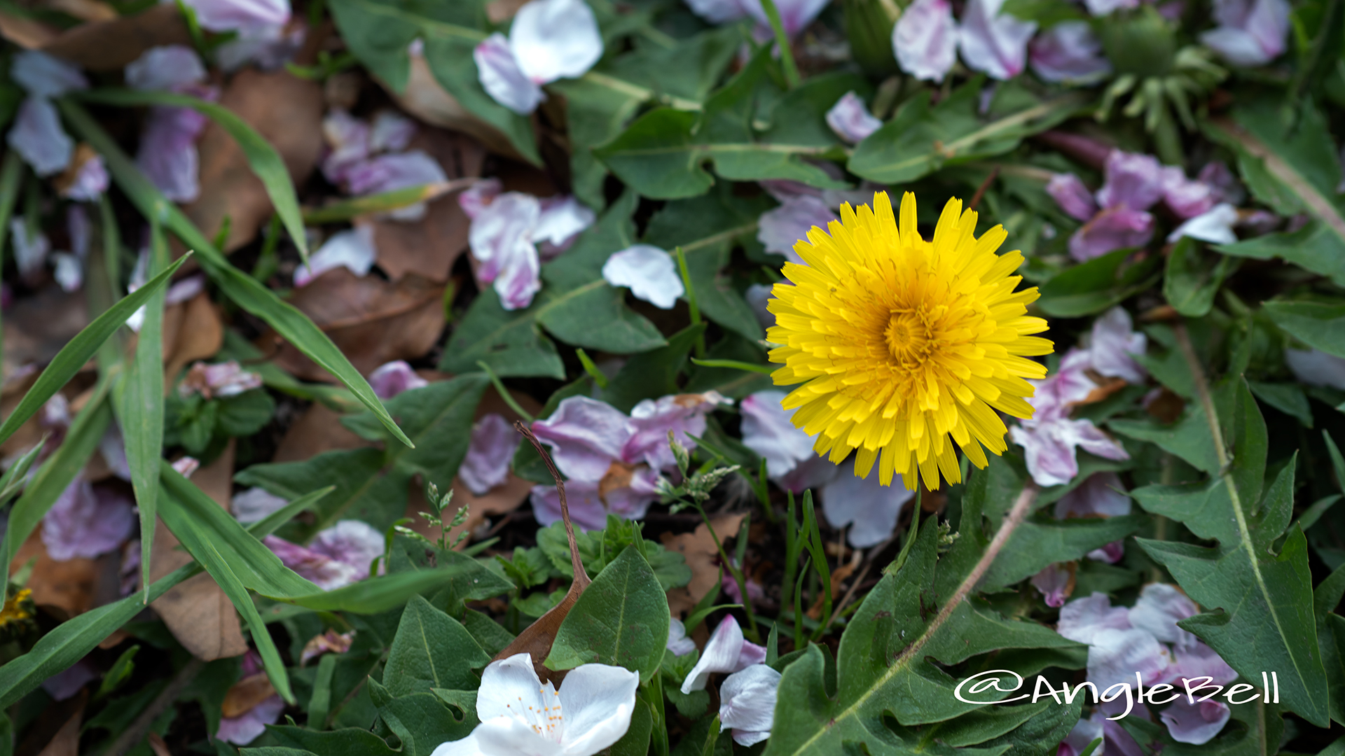 西洋タンポポ 西洋蒲公英 Flower Photo2