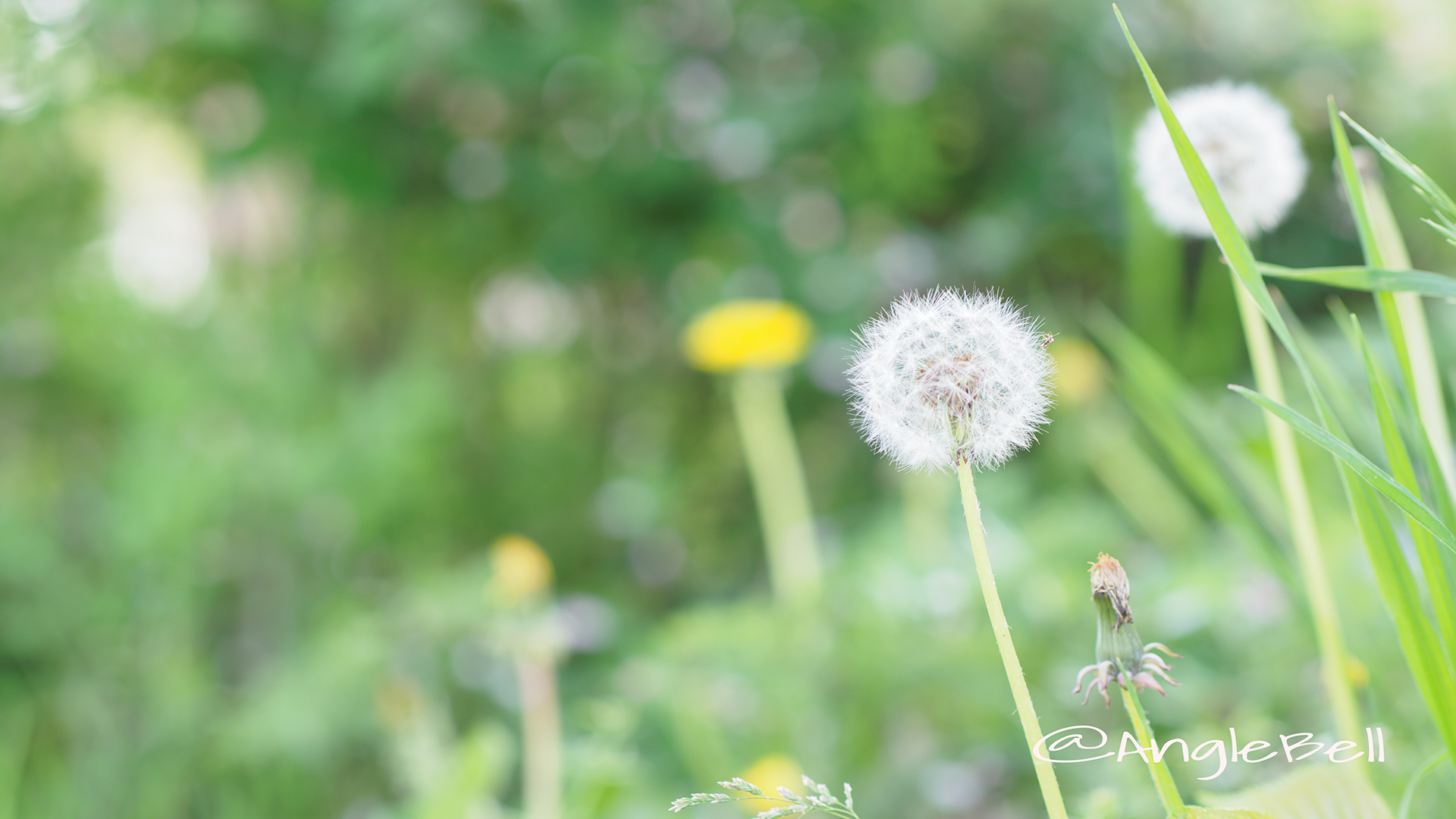 西洋タンポポ 西洋蒲公英 Flower Photo4