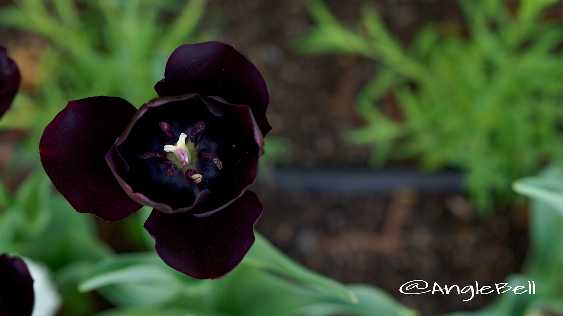 チューリップ ブラックチャーム Flower Photo2