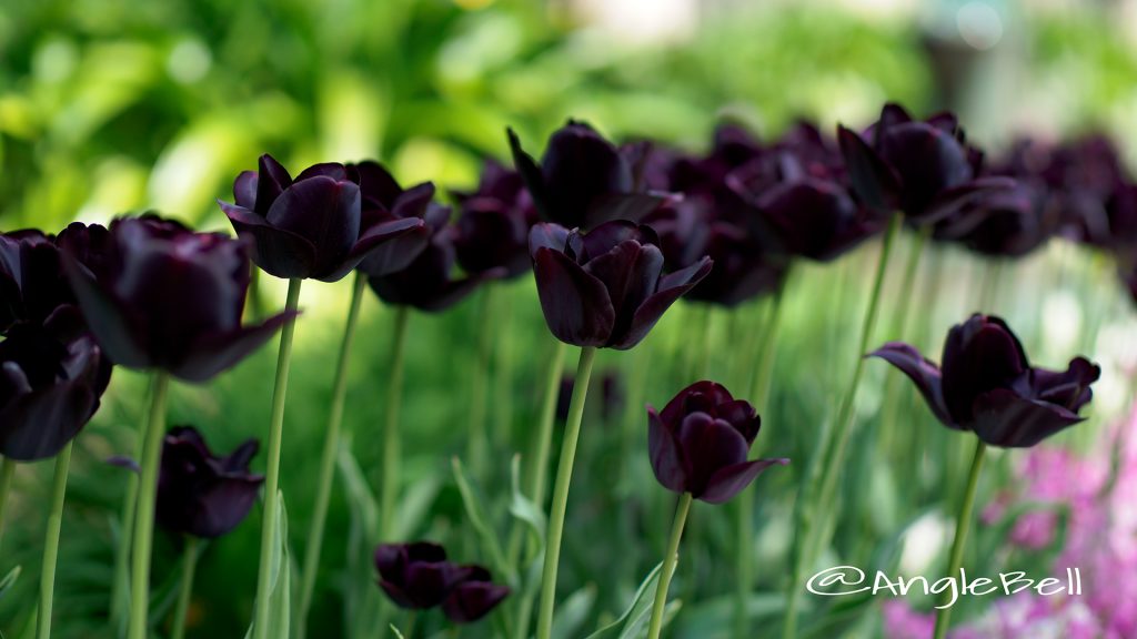 チューリップ ブラックチャーム Flower Photo1