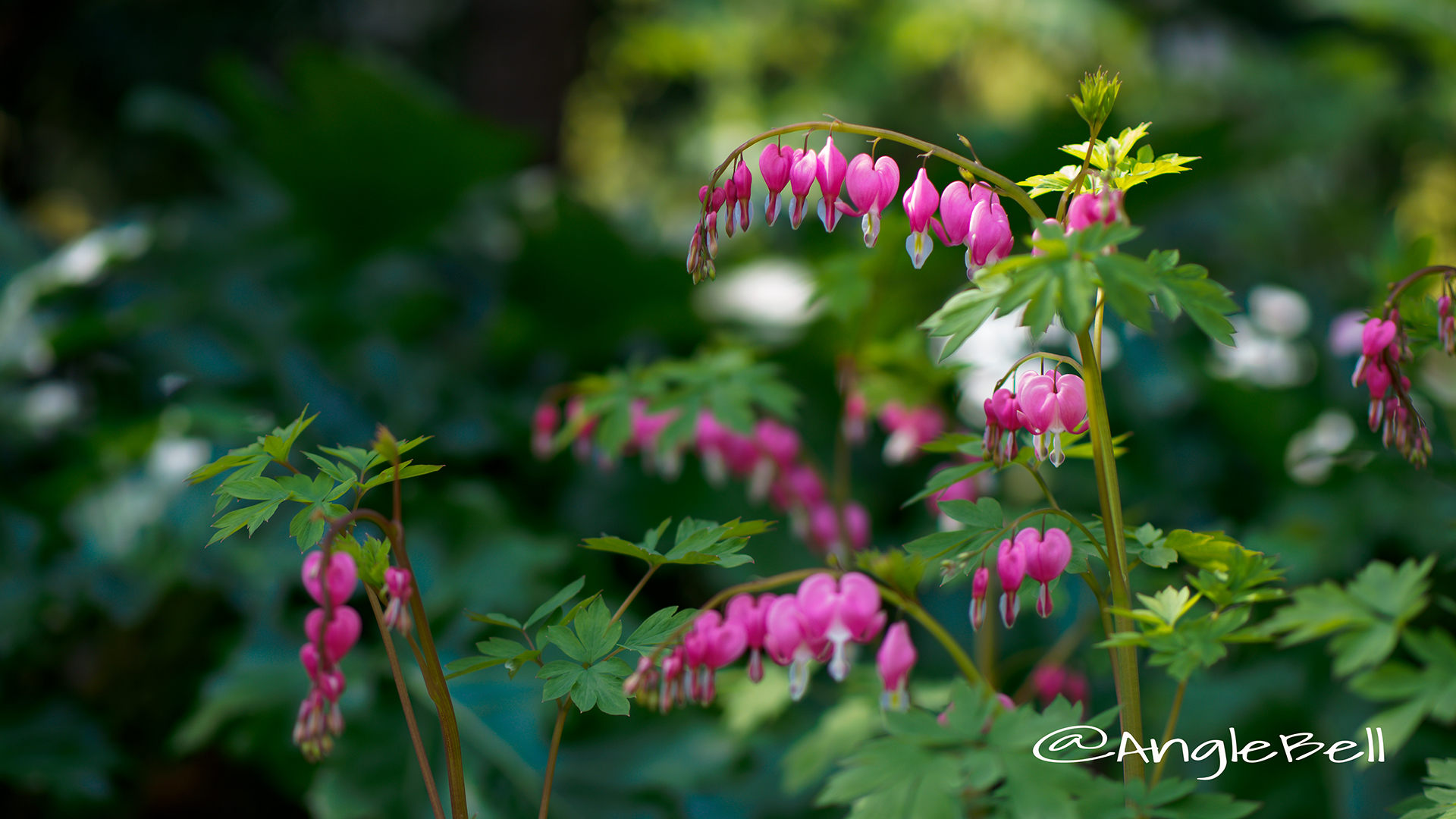 ケマンソウ 華鬘草 Flower Photo2