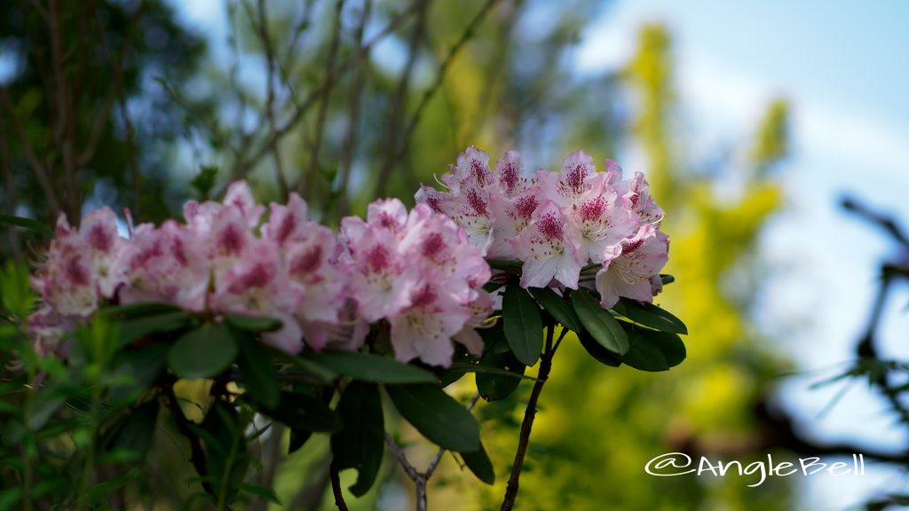 西洋シャクナゲ Flower Photo1