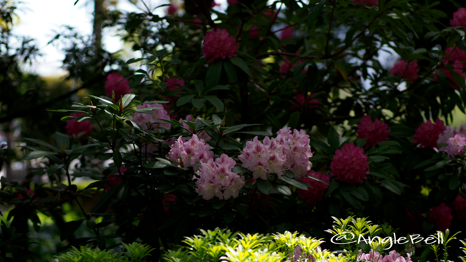 西洋シャクナゲ Flower Photo2