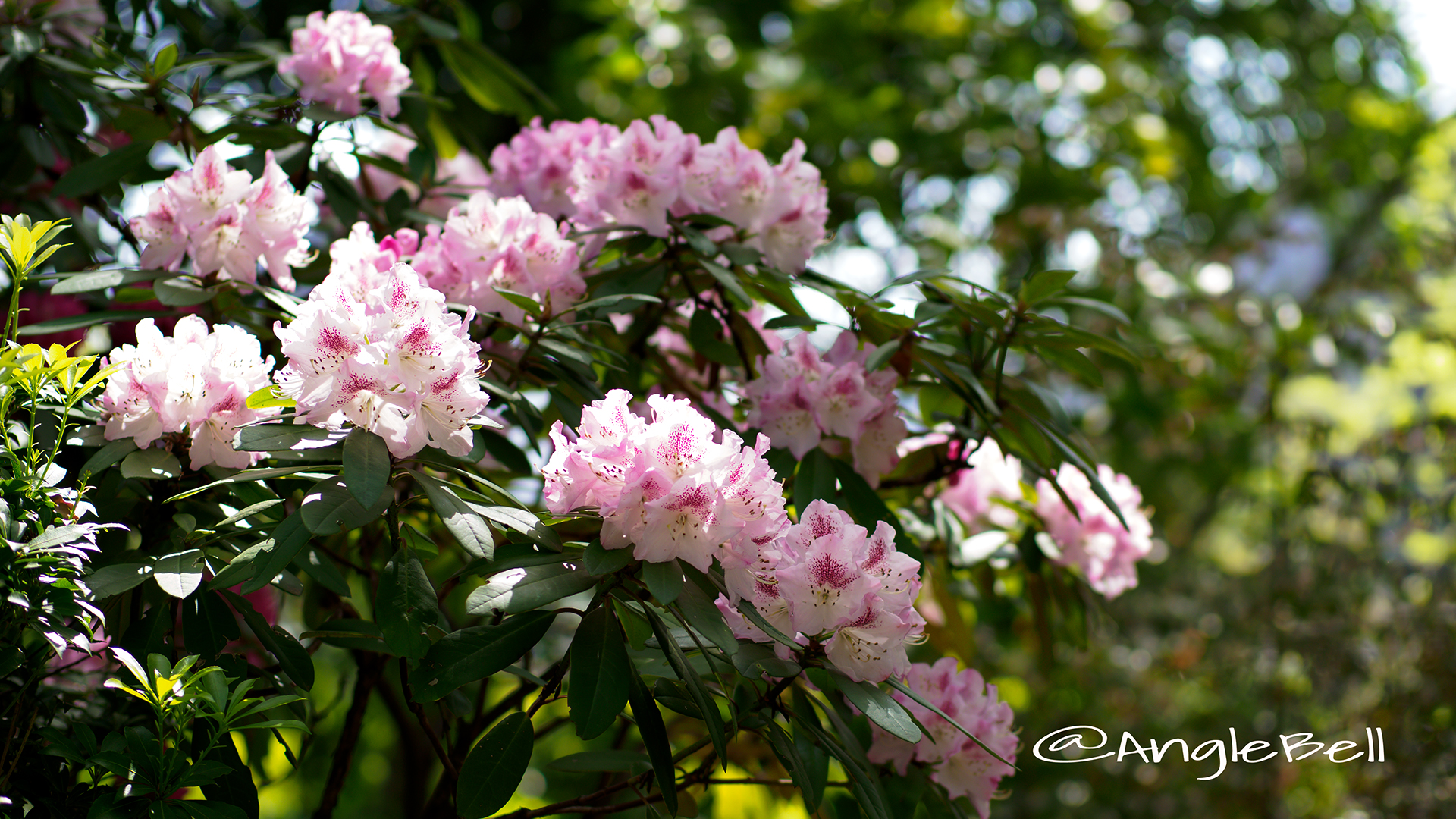 西洋シャクナゲ Flower Photo3