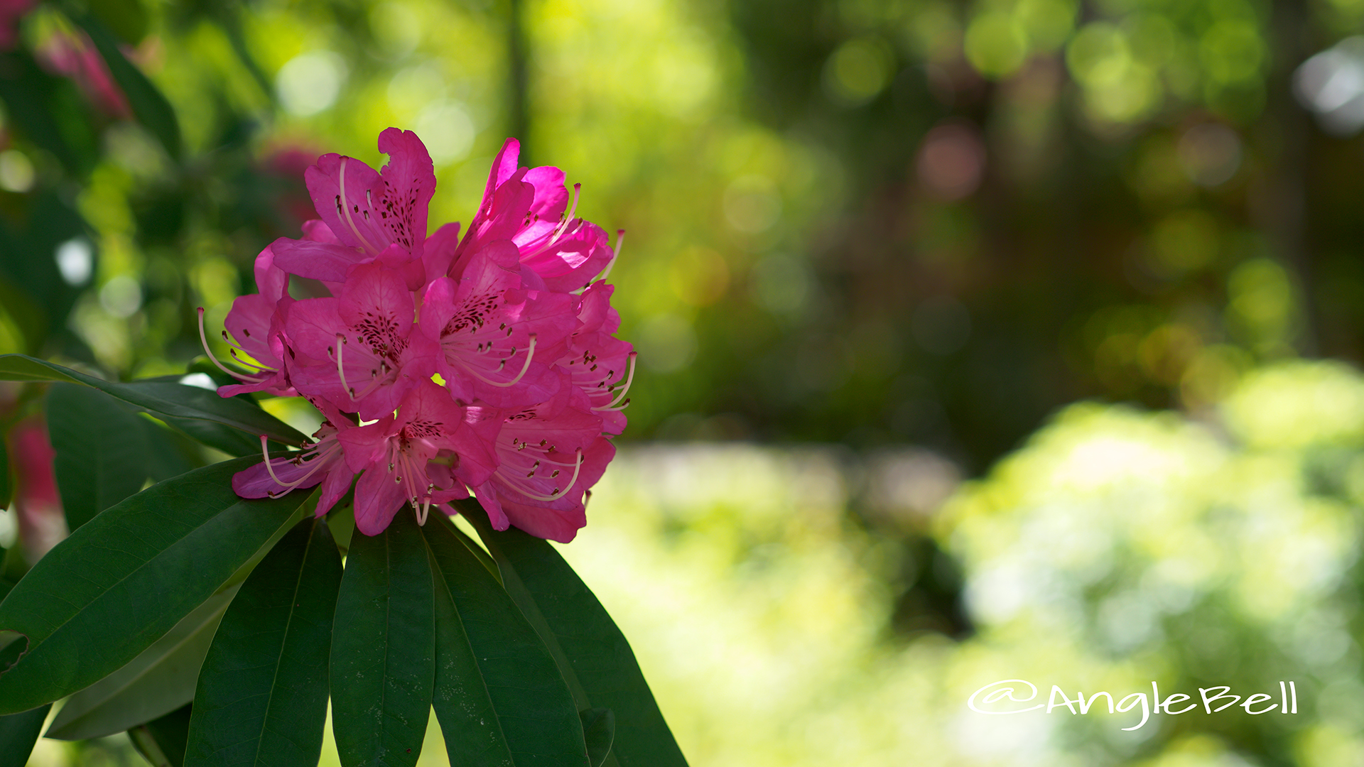 西洋シャクナゲ Flower Photo4