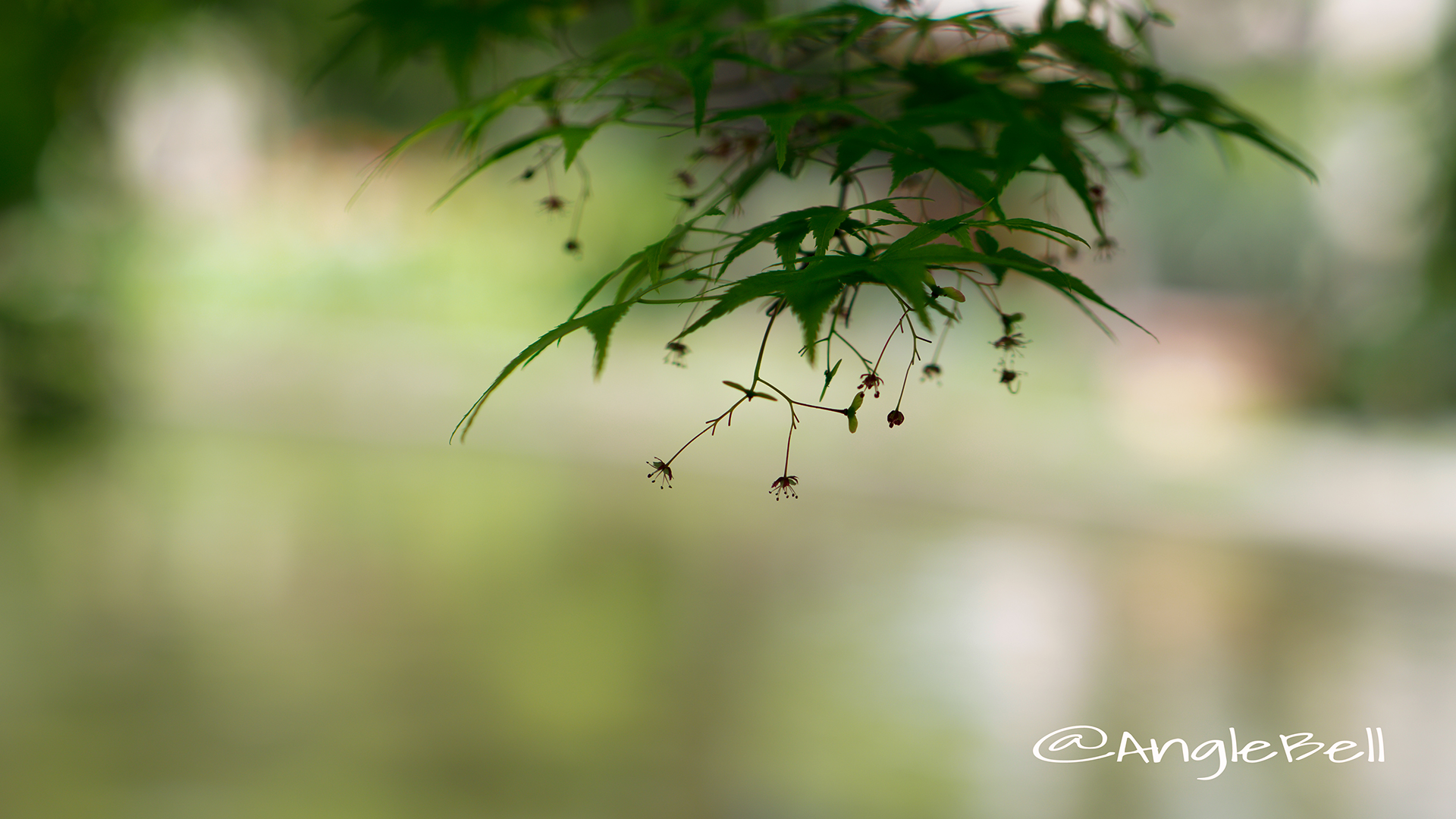 カエデ 楓(花) Flower Photo7