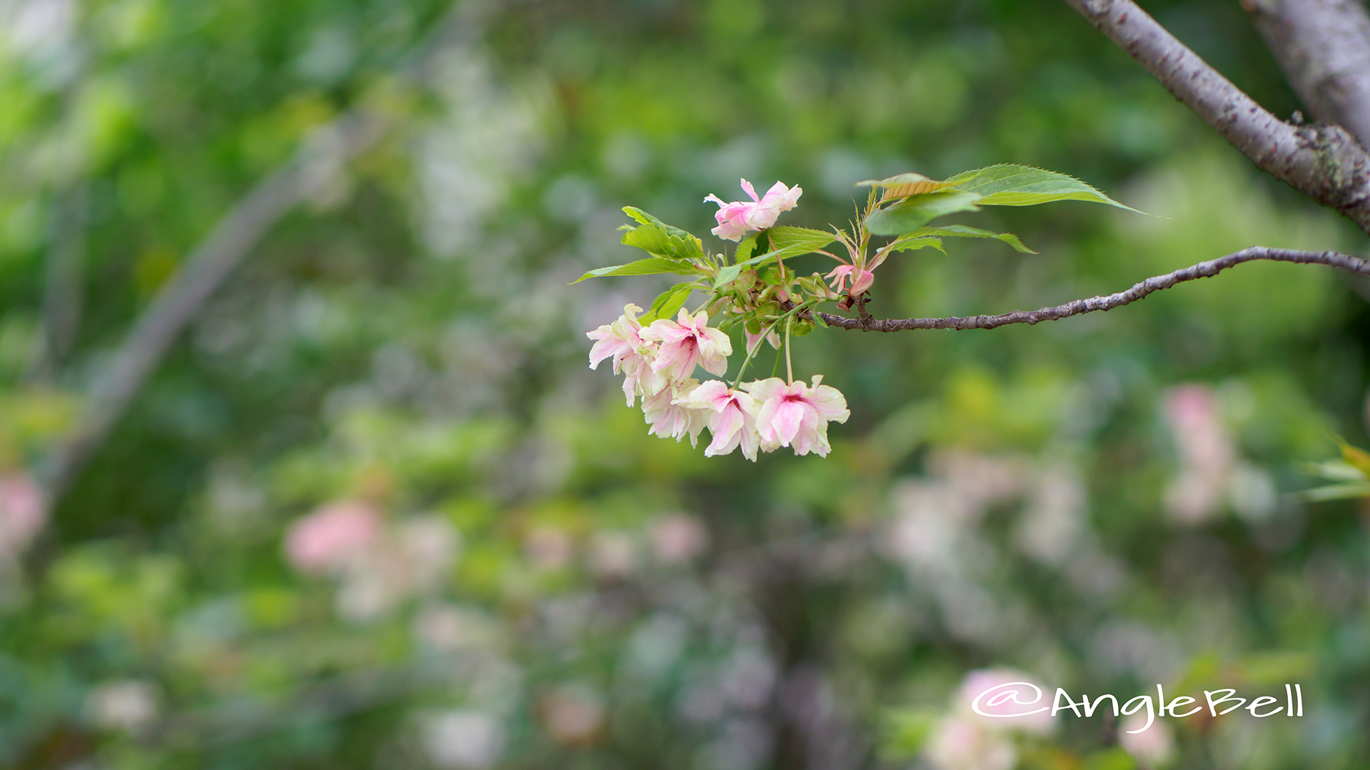 ウコン 鬱金 Flower Photo2