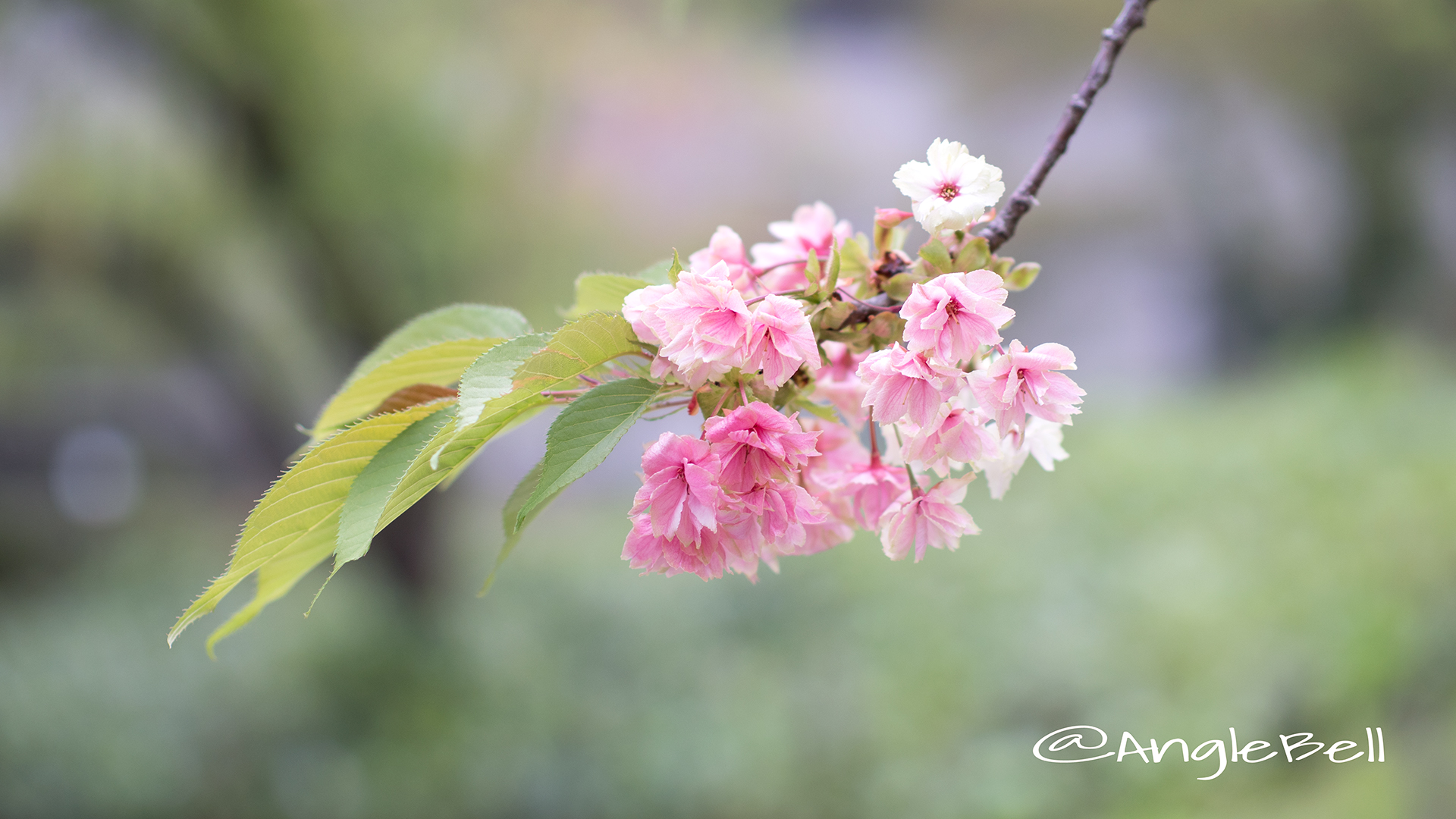 ウコン 鬱金 Flower Photo4