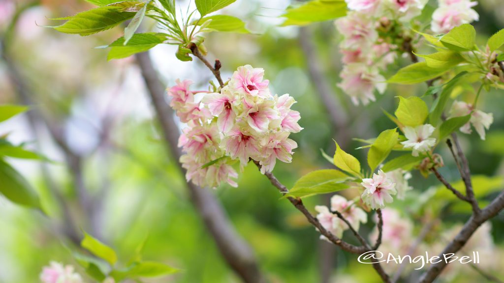 ウコン 鬱金 Flower Photo1