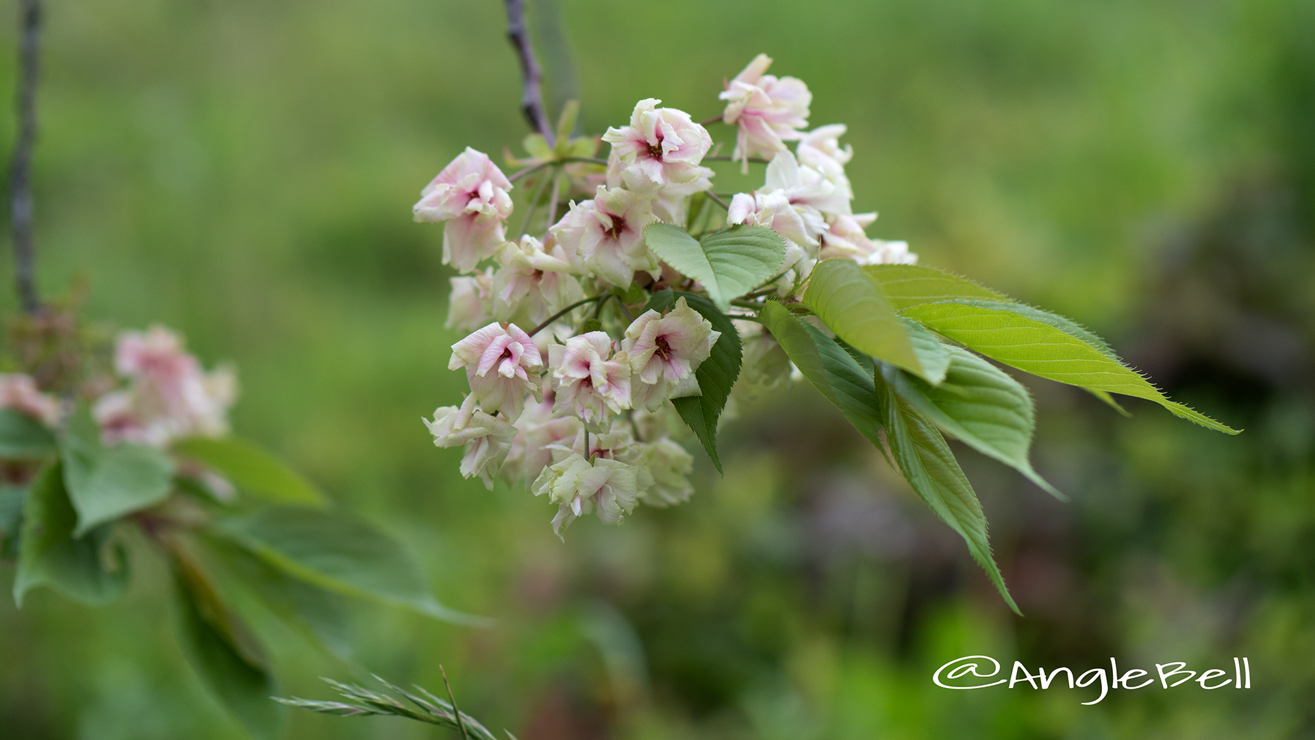 ウコン 鬱金 Flower Photo3