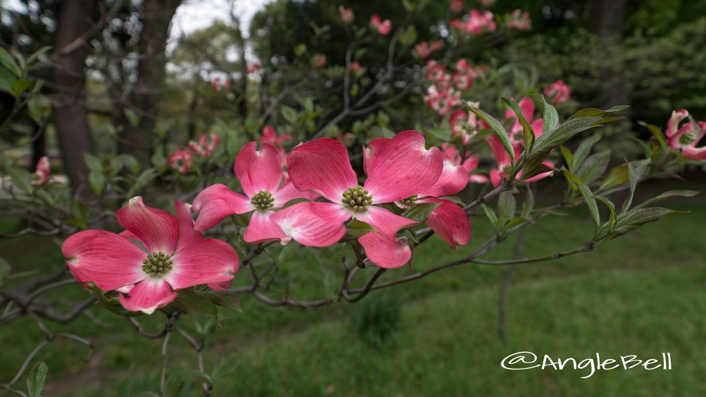 ハナミズキ 花水木 Flower Photo1