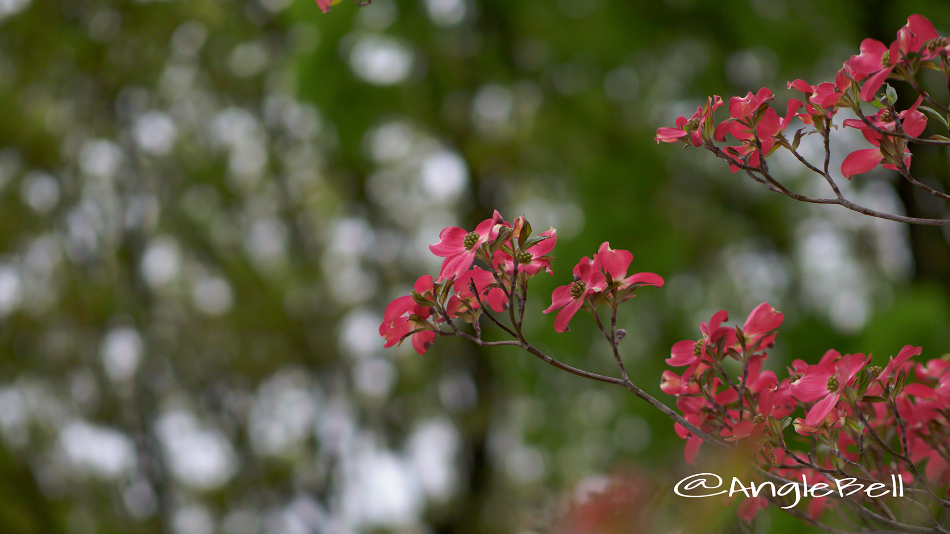 ハナミズキ 花水木 Flower Photo4