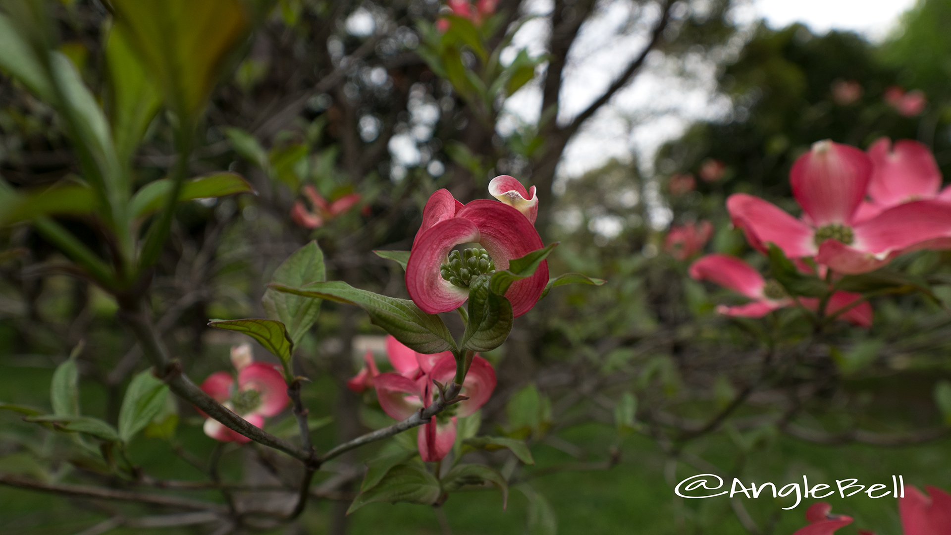 ハナミズキ 花水木 Flower Photo3