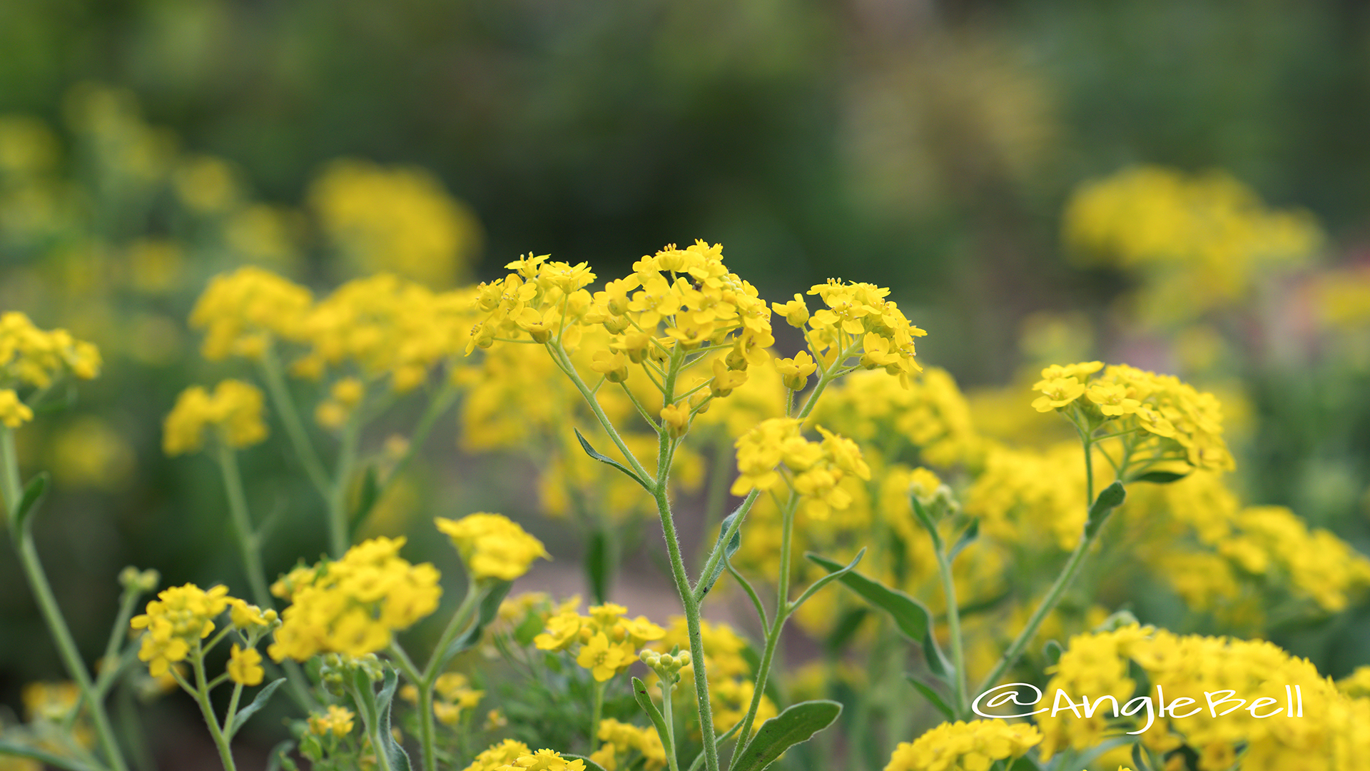 アリッサム サミット Flower Photo1