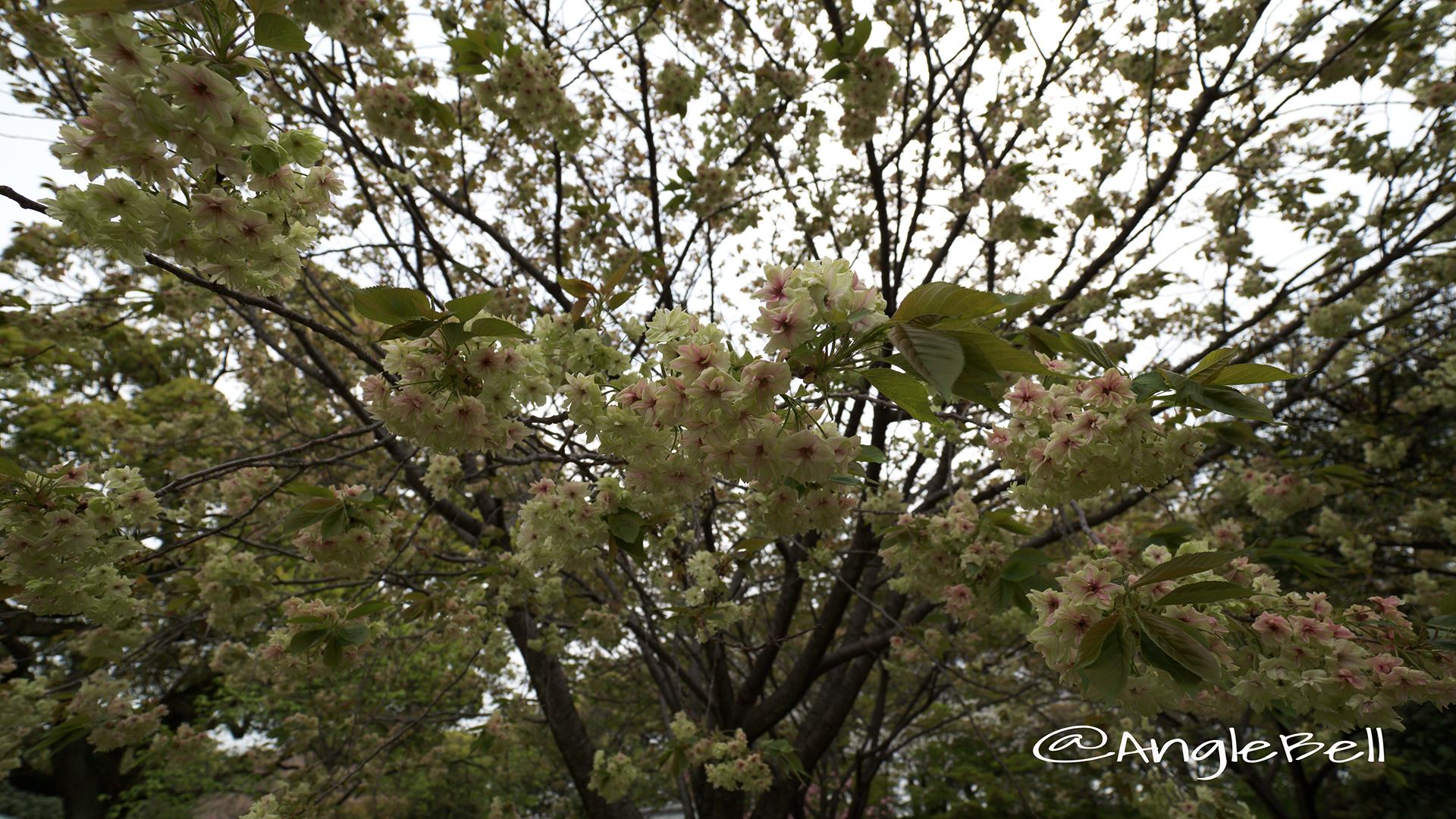 ギョイコウ 御衣黄 Flower Photo3