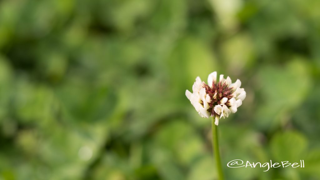 シロツメクサ 白詰草 Flower Photo1