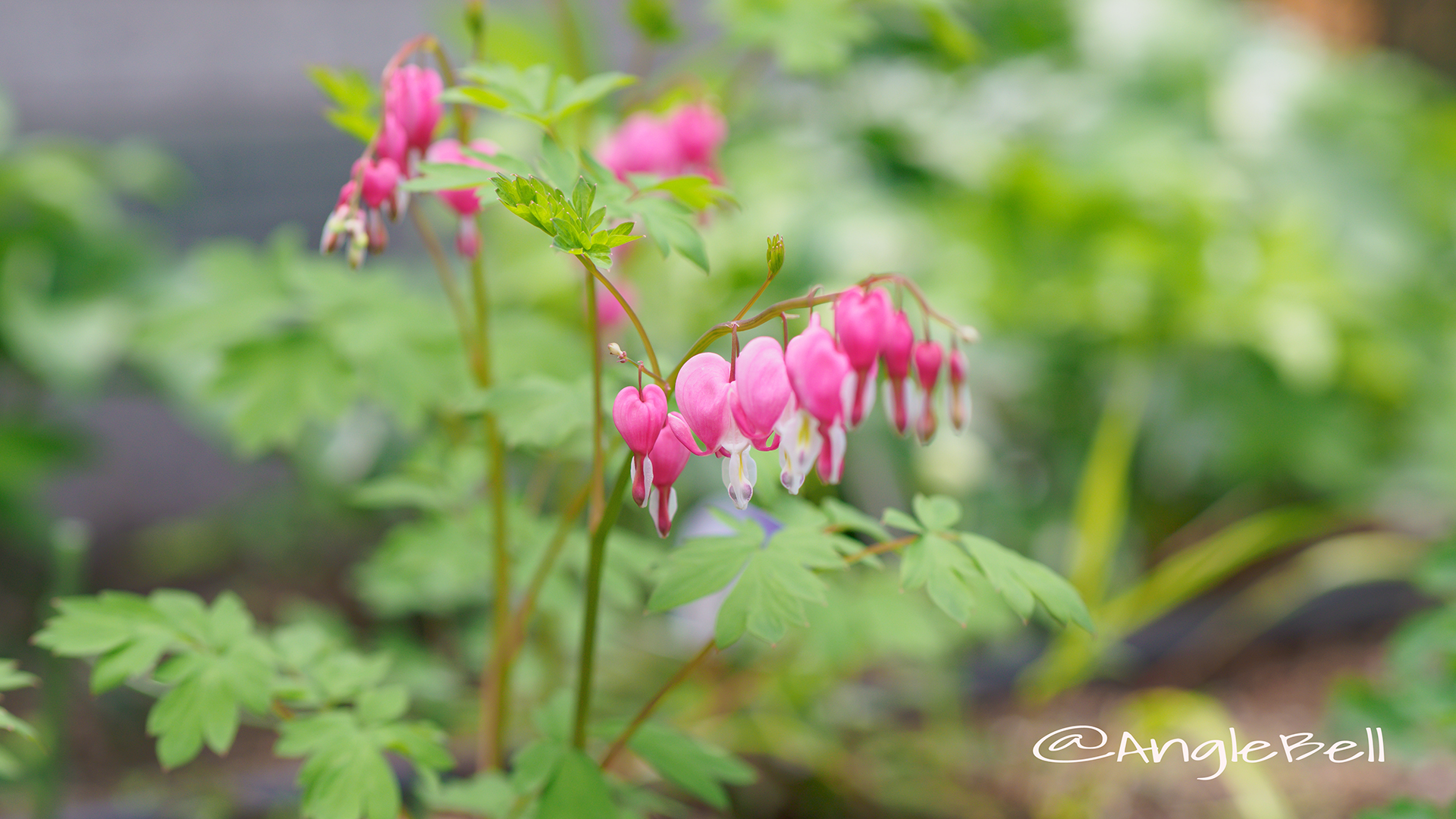 ケマンソウ 華鬘草 Flower Photo4