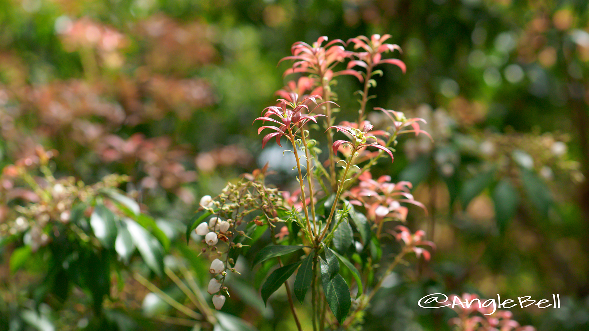 アセビ 馬酔木 Flower Photo6