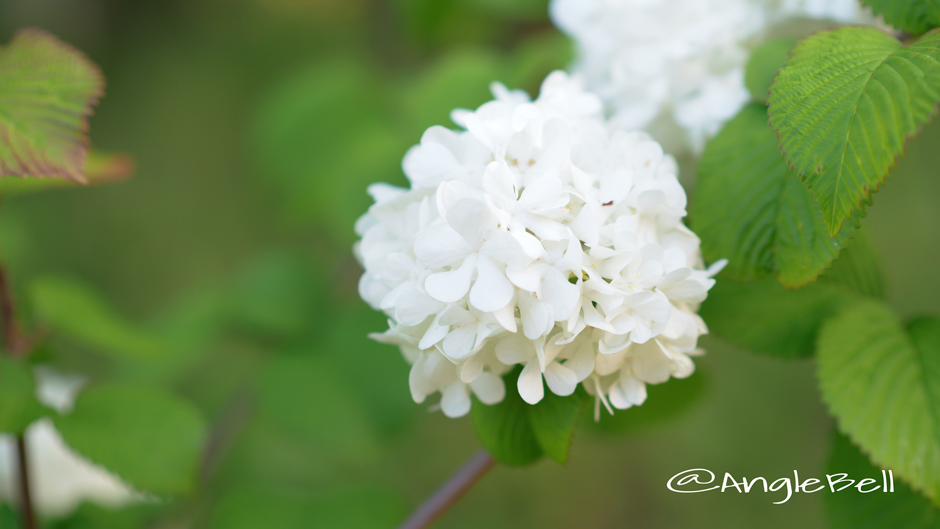 オオデマリ 大手毬 Flower Photo2