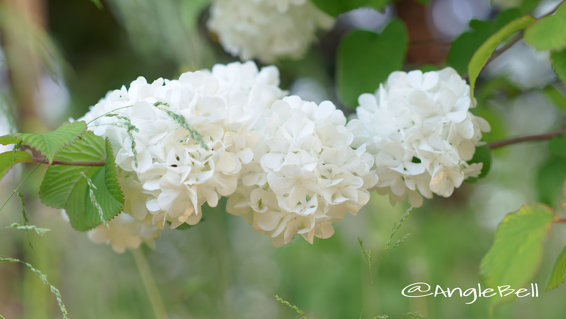 オオデマリ 大手毬 Flower Photo3