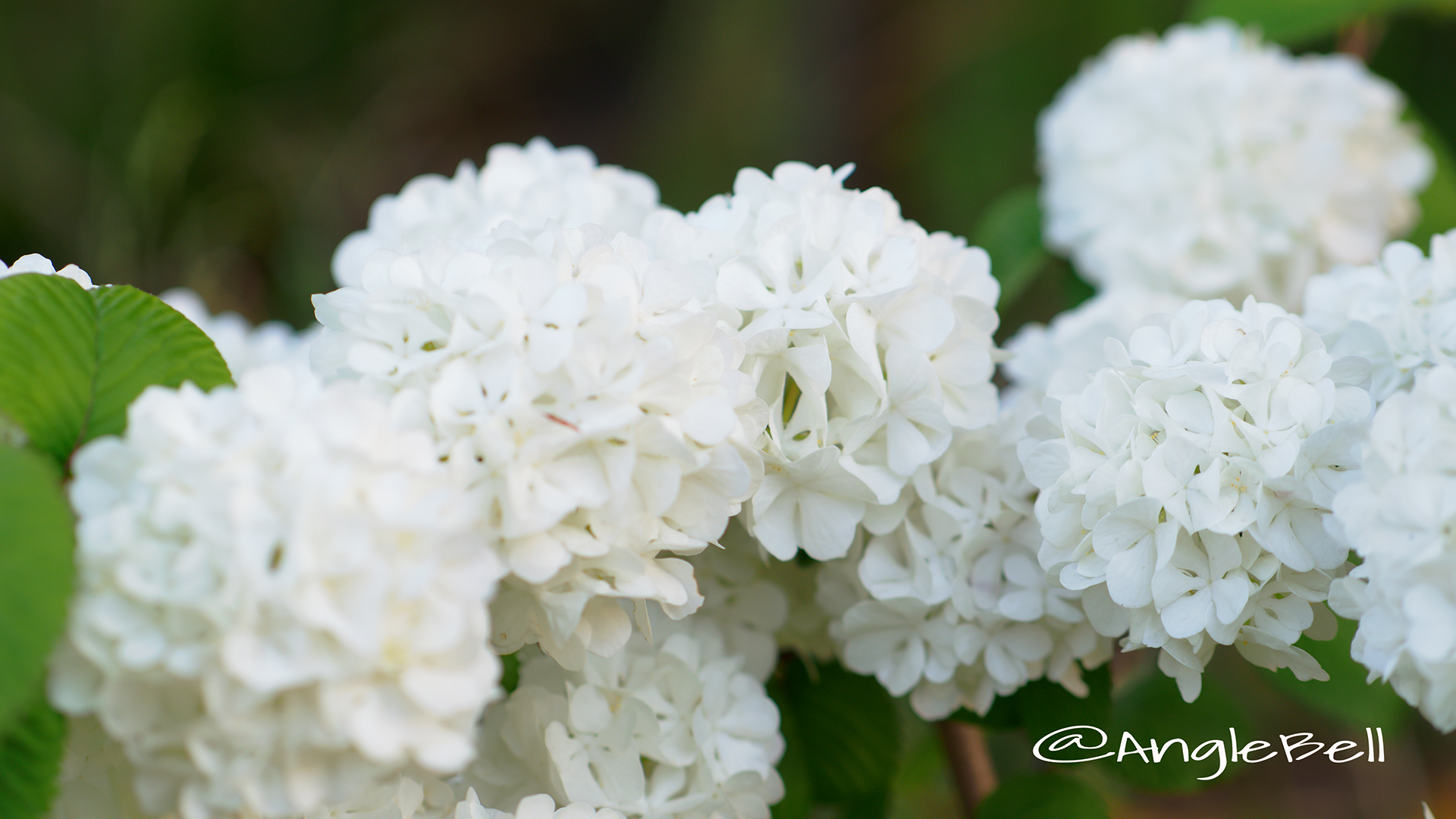 オオデマリ 大手毬 Flower Photo1