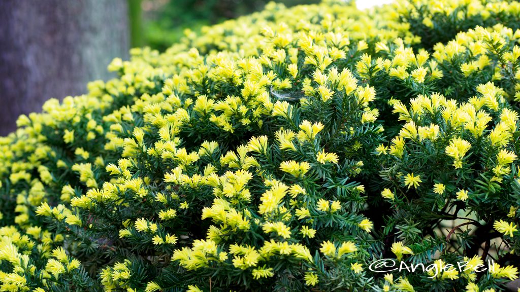 キャラボク 伽羅木 Flower Photo1
