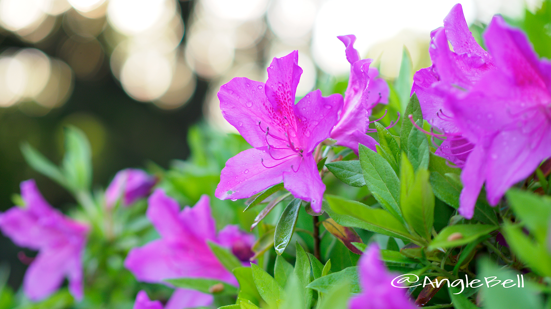 オオムラサキツツジ 大紫躑躅 Flower Photo2