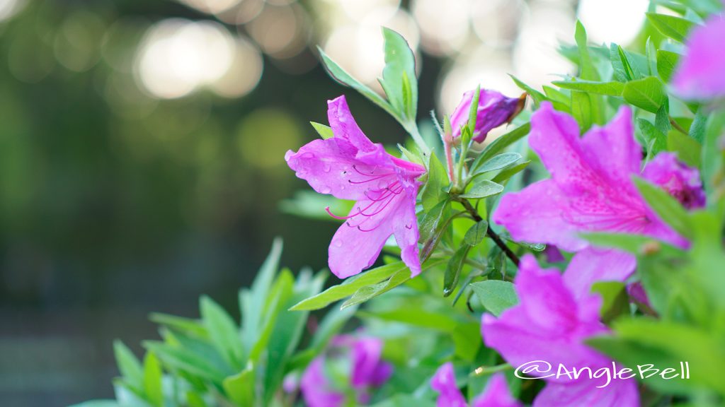 オオムラサキツツジ 大紫躑躅 Flower Photo1