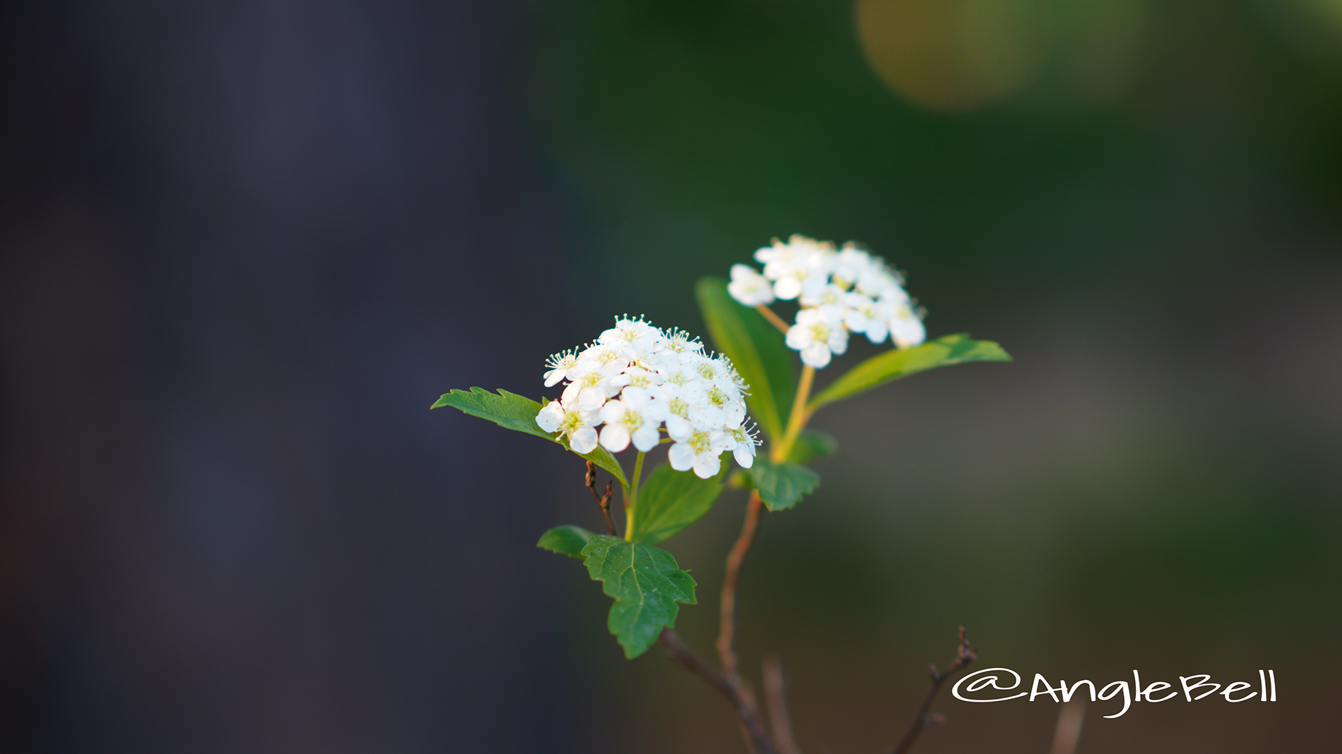 コデマリ 小手毬 Flower Photo2