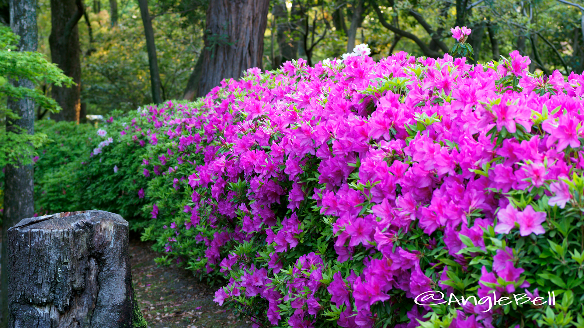 ツツジ 躑躅 Flower Photo3