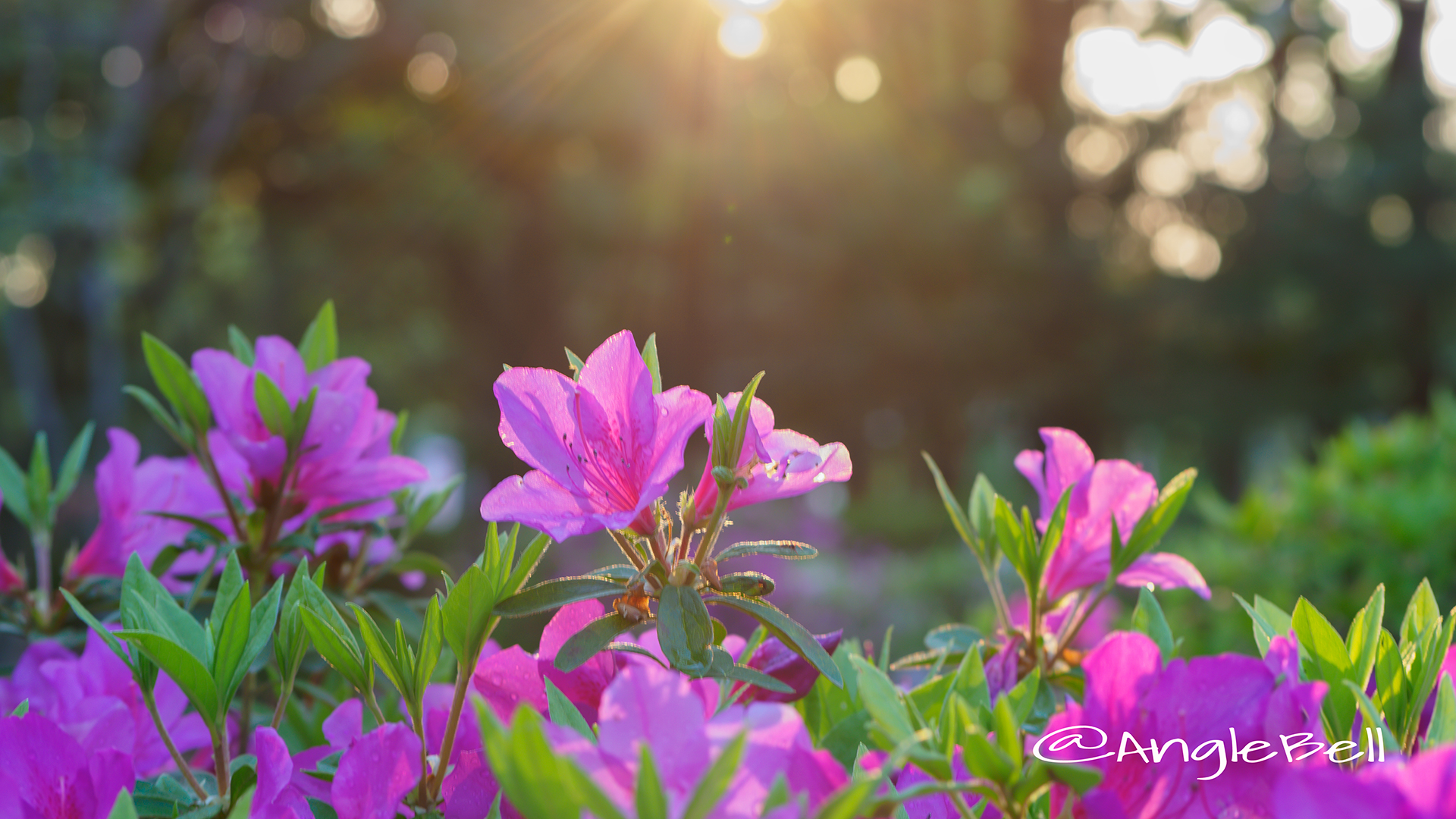 ツツジ 躑躅 Flower Photo2