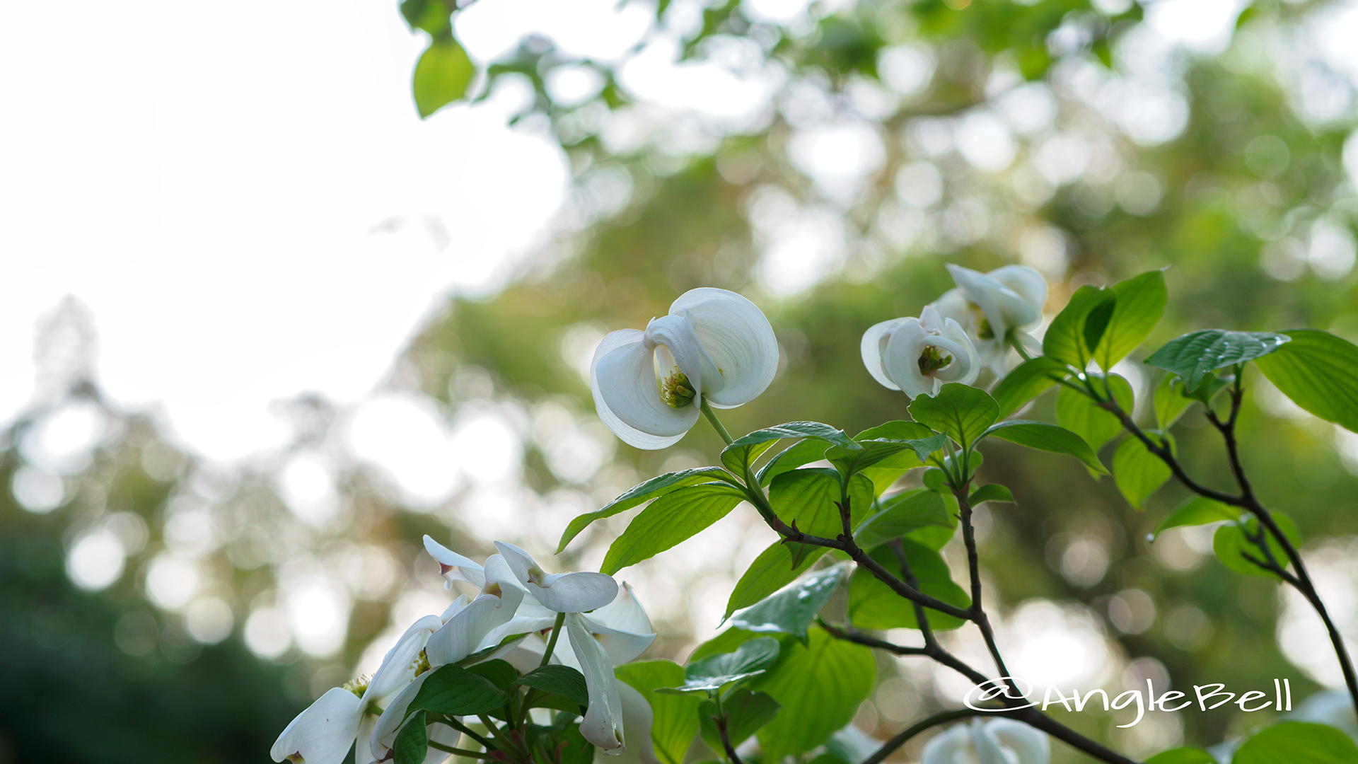 ハナミズキ 花水木(白) Flower Photo2