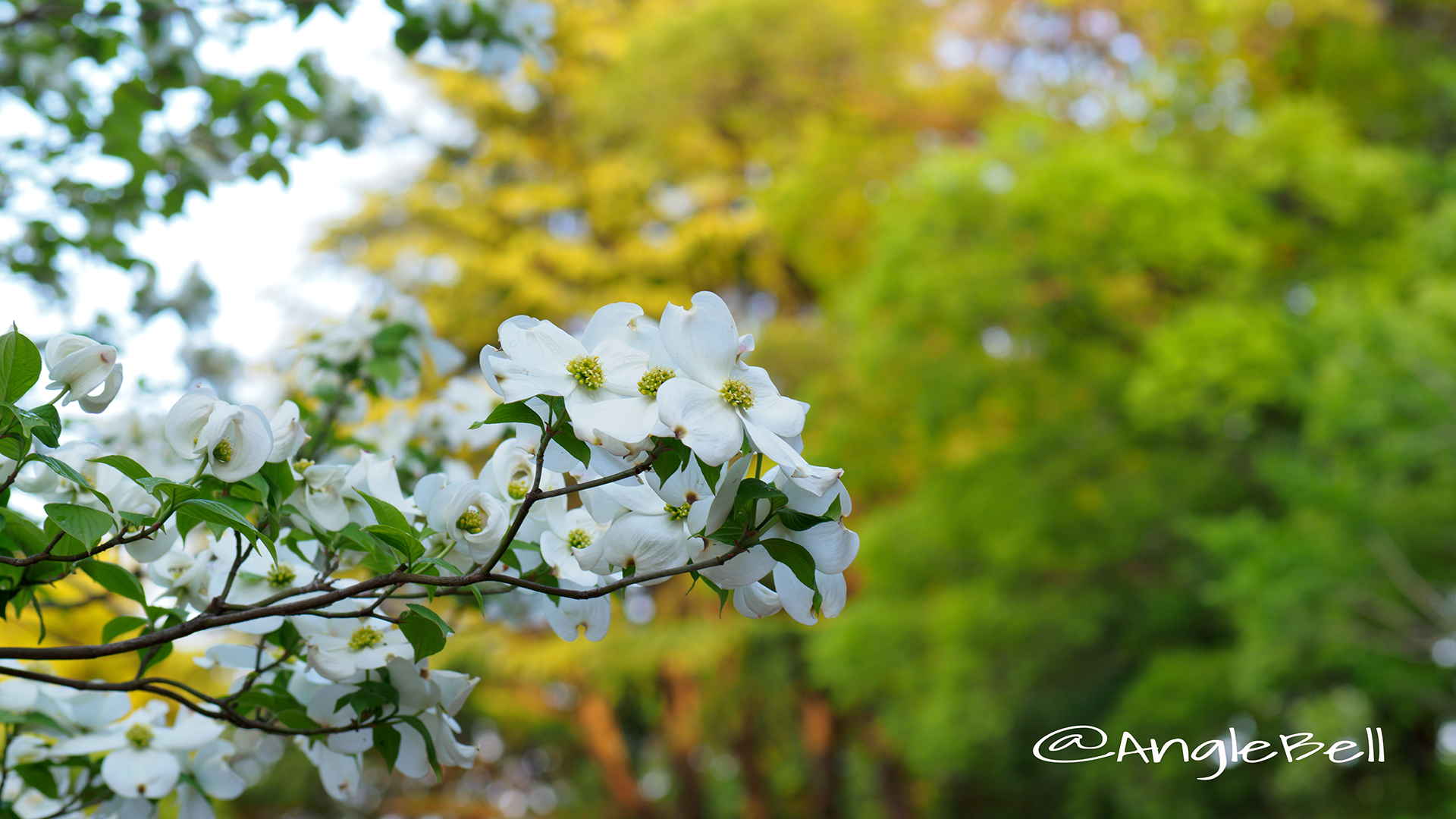 ハナミズキ 花水木(白) Flower Photo1