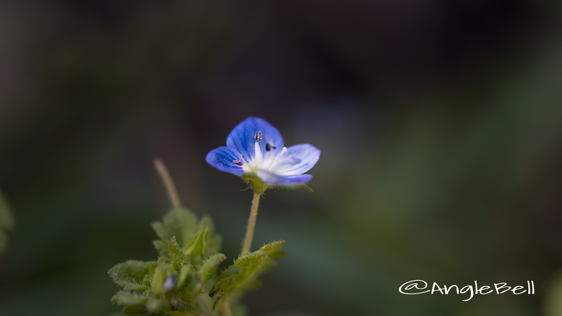オオイヌノフグリ Flower Photo1