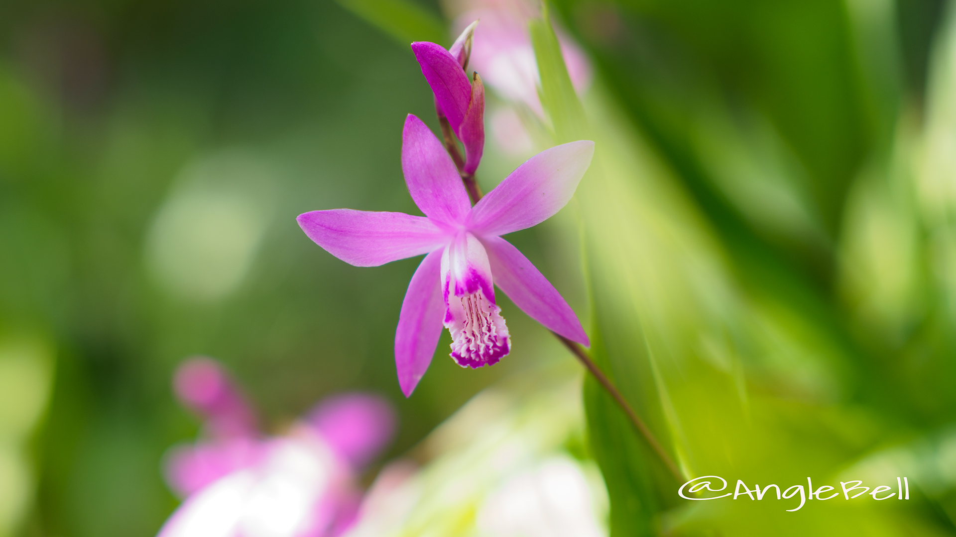 シラン 紫蘭 Flower Photo6