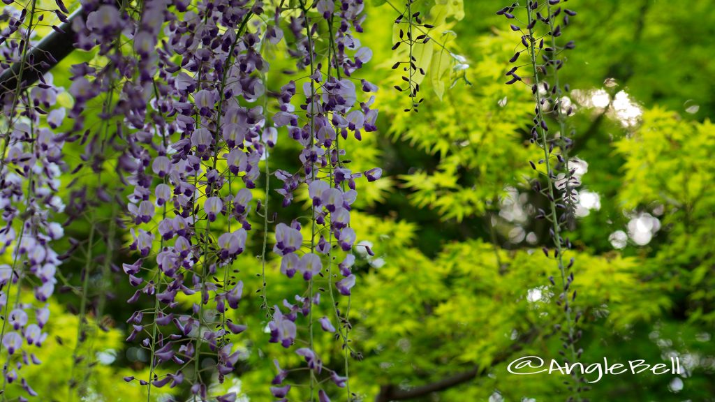 フジ 藤 Flower Photo1