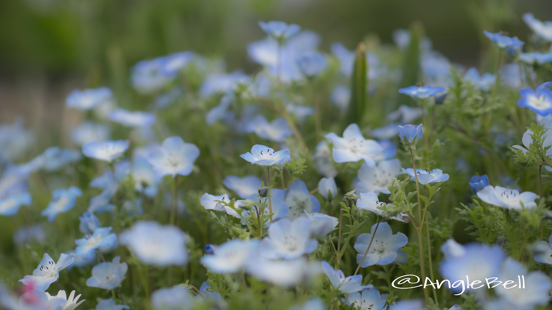 ネモフィラ 瑠璃唐草 Flower Photo9