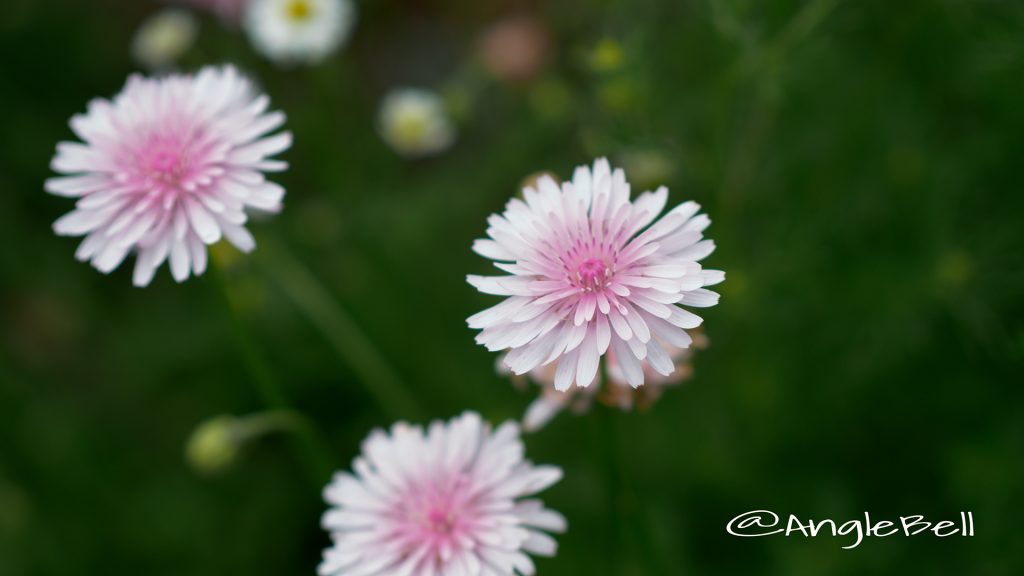 ビデンス ウインターコスモス Flower Photo1
