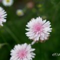 ビデンス ウインターコスモス Flower Photo1