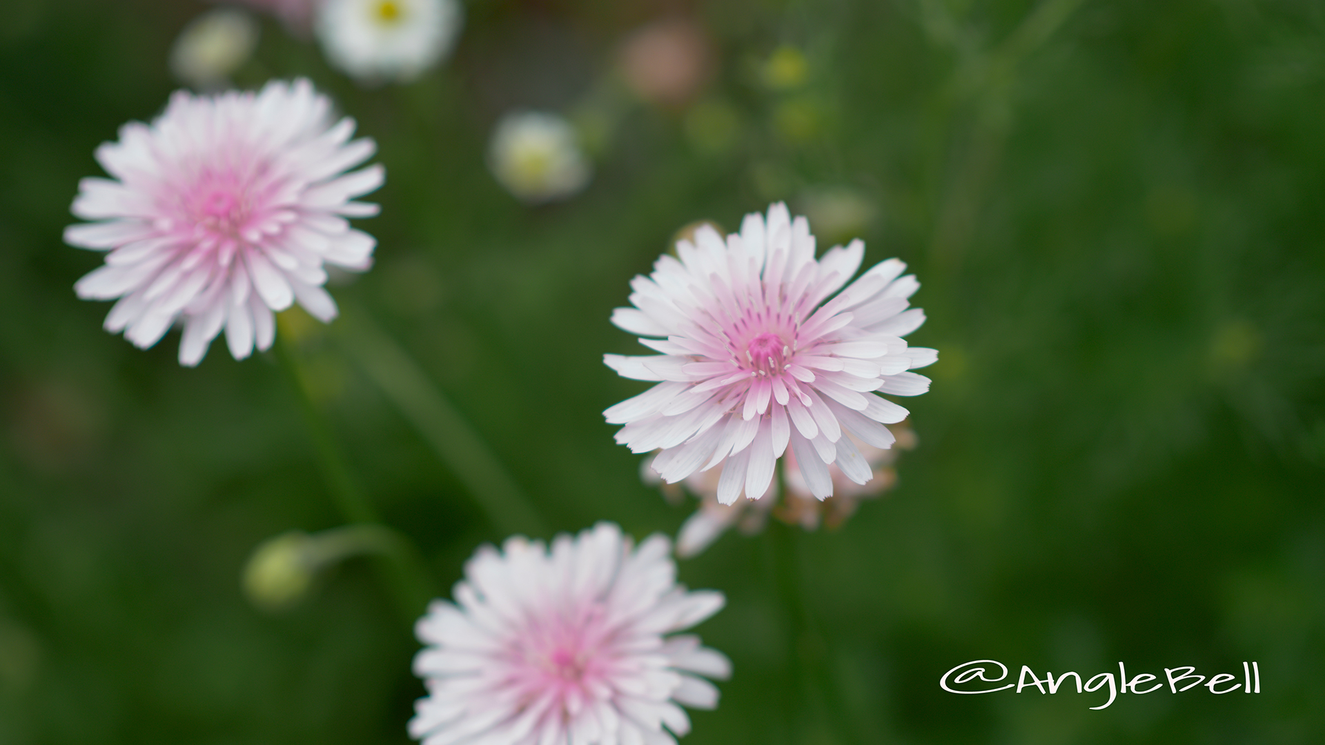 ビデンス ウインターコスモス Flower Photo3